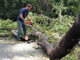 How Our Tree Care Process Works  in  Starkville, MS