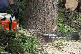 Best Tree and Shrub Care  in Starkville, MS