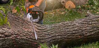 Best Commercial Tree Services  in Starkville, MS