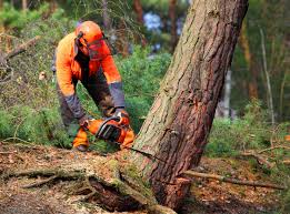 Best Emergency Tree Removal  in Starkville, MS