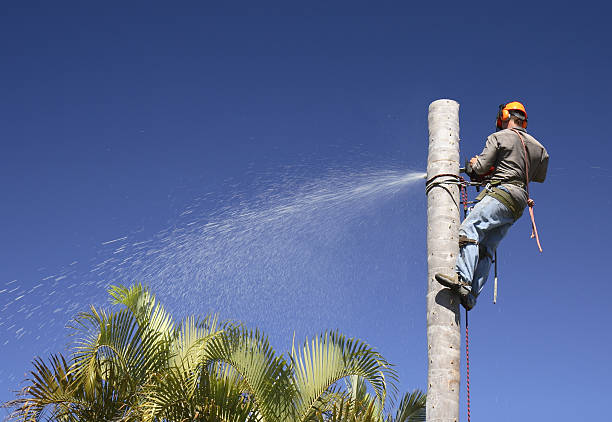 Best Tree Health Inspection  in Starkville, MS