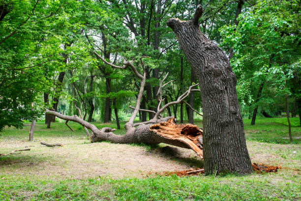 Best Lawn Renovation and Restoration  in Starkville, MS