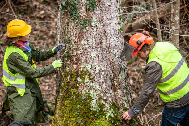 Best Hazardous Tree Removal  in Starkville, MS
