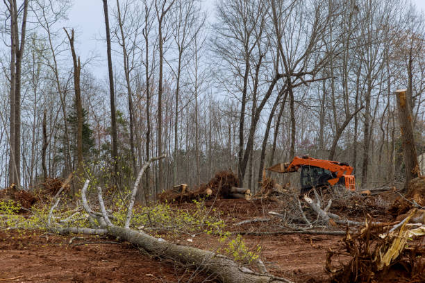 Best Root Management and Removal  in Starkville, MS