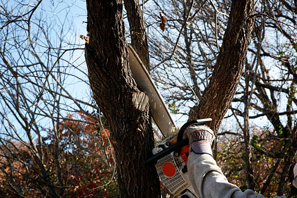 Best Tree Cabling and Bracing  in Starkville, MS