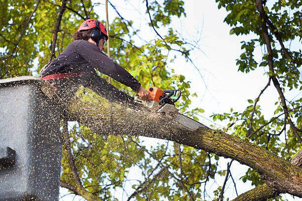 Best Seasonal Cleanup (Spring/Fall)  in Starkville, MS