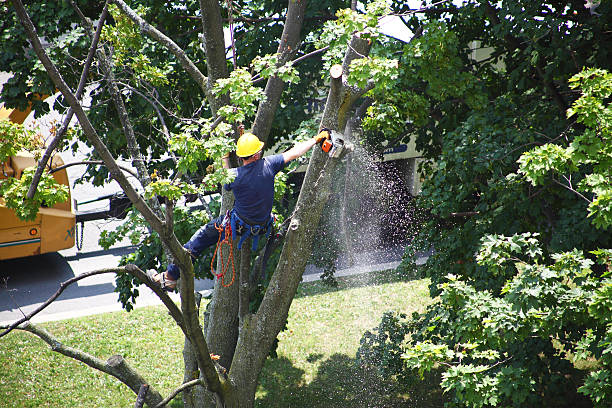 Best Firewood Processing and Delivery  in Starkville, MS