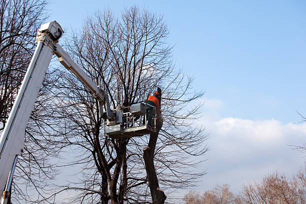  Starkville, MS Tree Care Pros