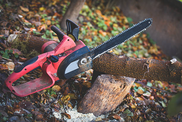 Best Fruit Tree Pruning  in Starkville, MS