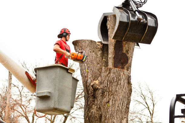 Best Storm Damage Tree Cleanup  in Starkville, MS