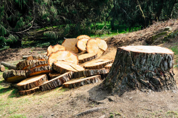 Professional Tree Care in Starkville, MS